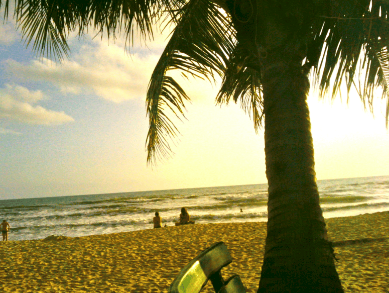 Palm tree on beach with swimmers in background