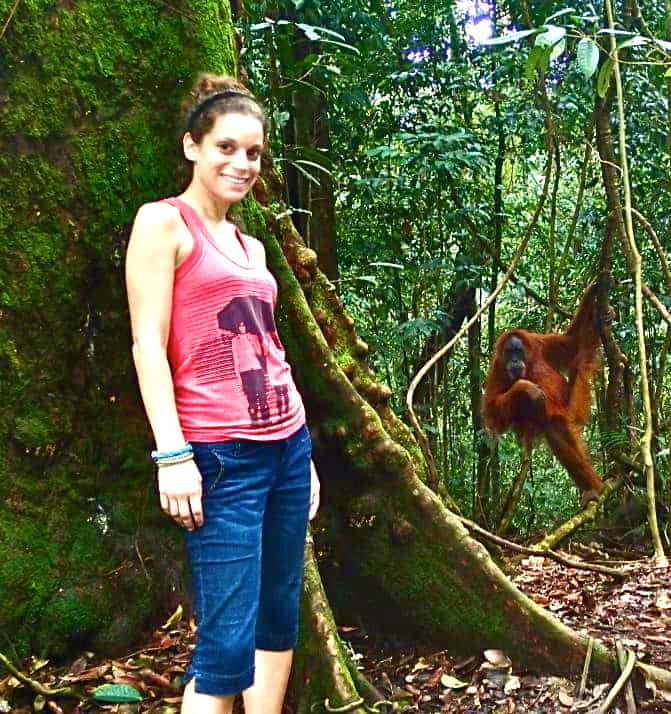 Orangutan on Sumatra