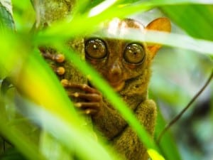 Tiny monkey attractions in Bohol Philippines