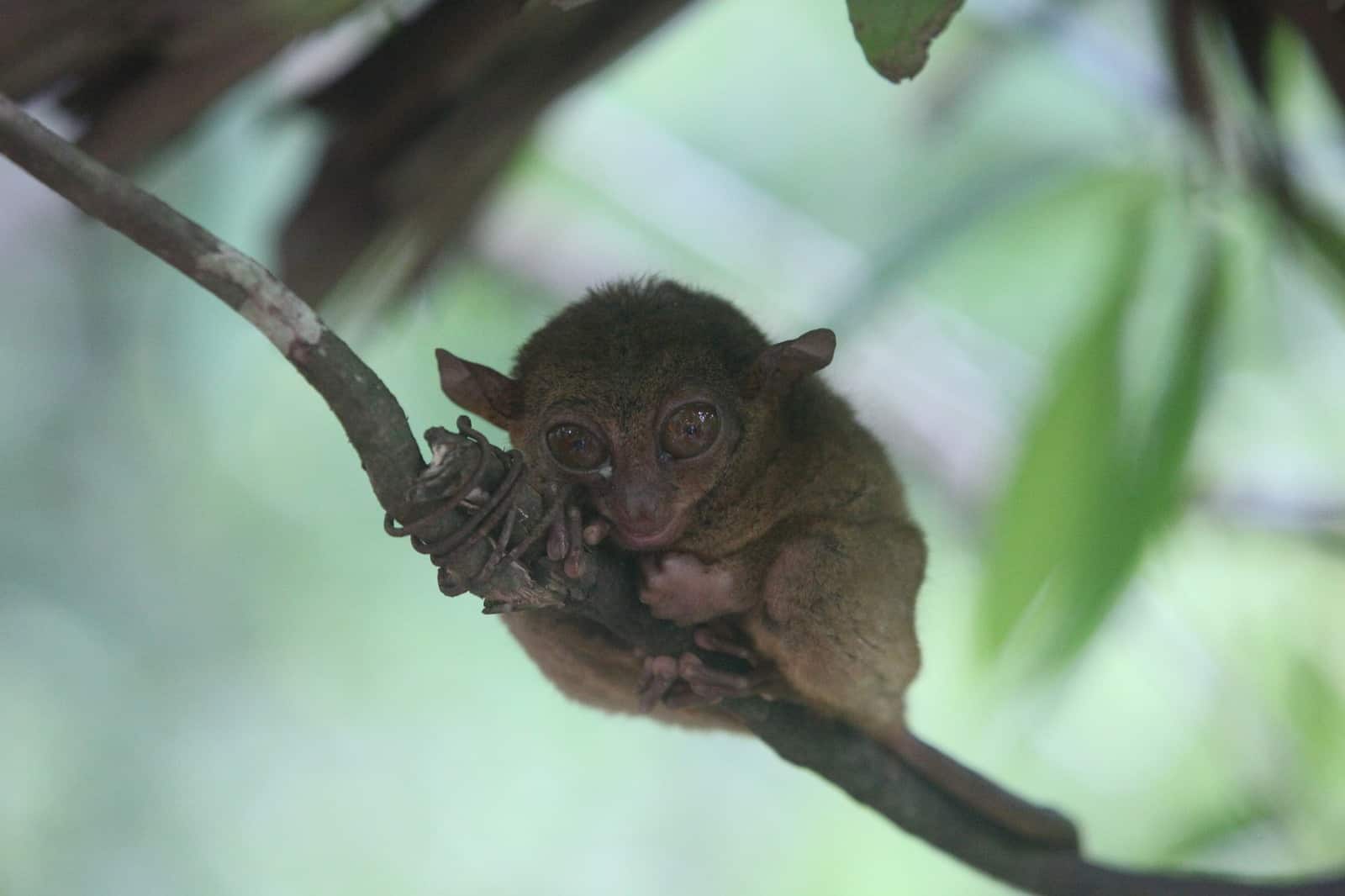 Beautiful Tarsier in Bohol Philippines