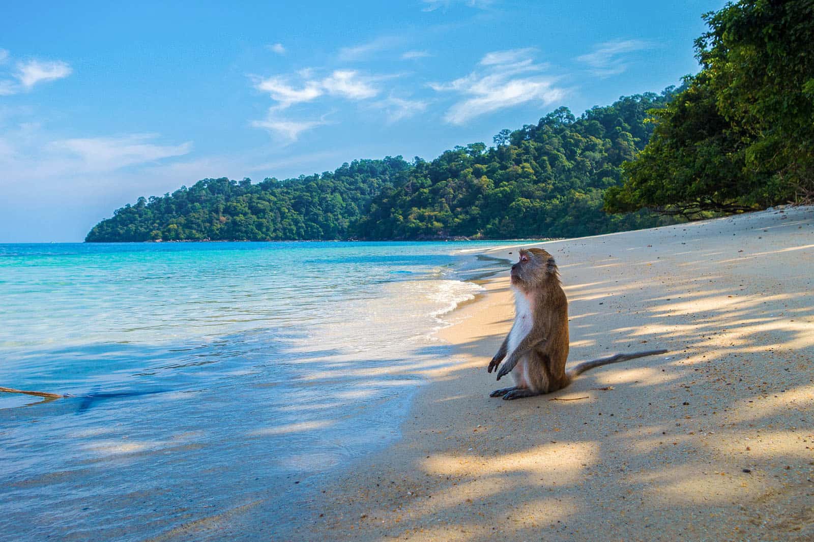 Monkey on a beach