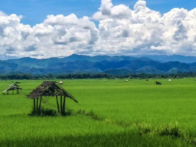The sea of rice makes for the perfect stop on your Luang Namtha itinerary