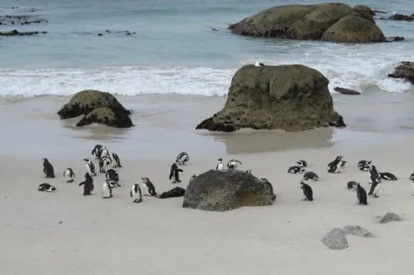See the beautiful Penguins during 2 weeks in South Africa.