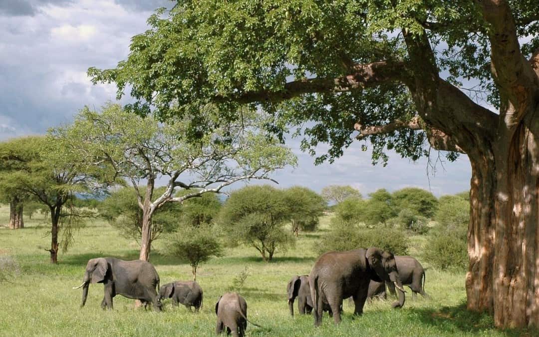 Best Safari Parks In Tanzania