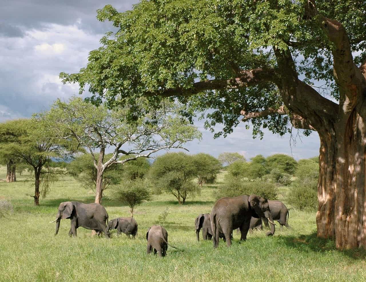 Best Safari Parks In Tanzania - Where in the World is Nina?