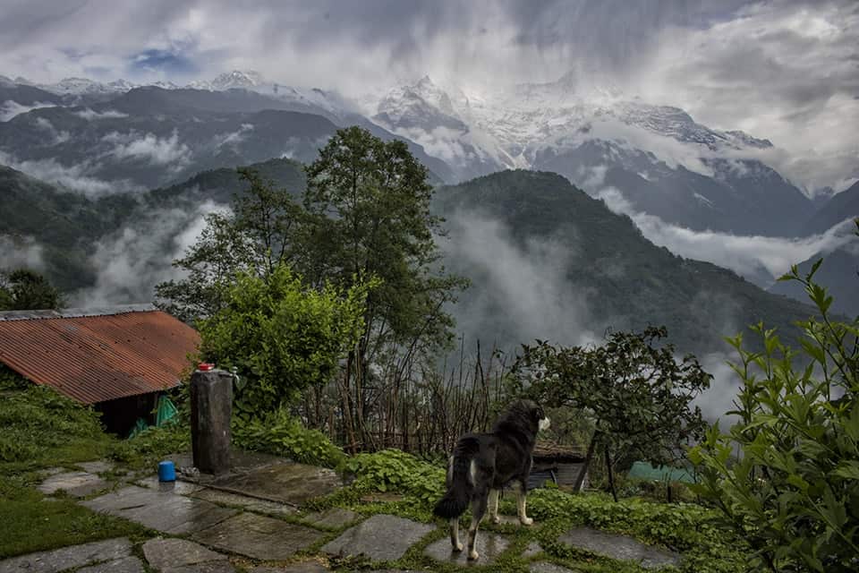 Trekking in Nepal, Poon Hill Trek, Nepal trekking, Annapurna circuit, annapurna trek, nepal tour995436