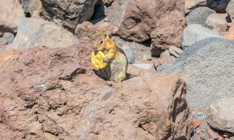 adorable chipmunk on our south sister hike