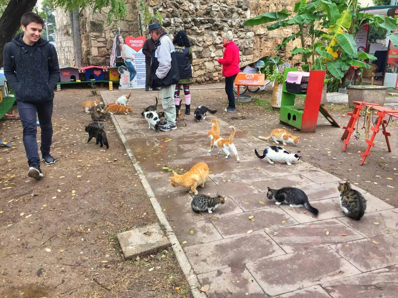 cat shelter in Antalya