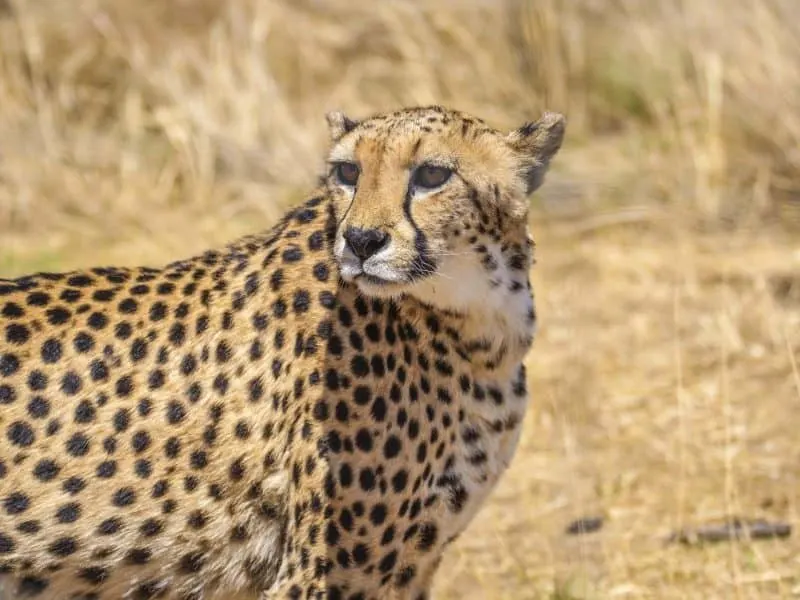 Cheetah at naankuse wildlife sanctuary in Namibia