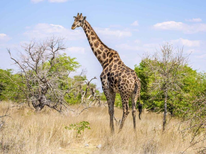 It was a great experience to encounter giraffe in our 2 week Namibia itinerary