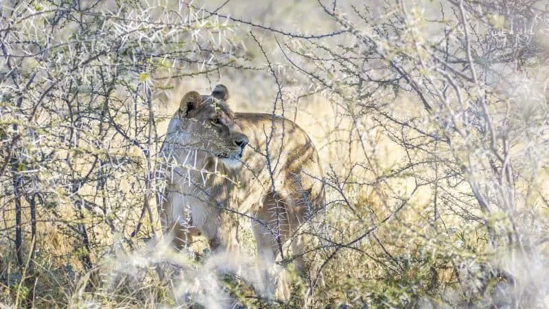 Etosha National Park in Namibia is home to many lions