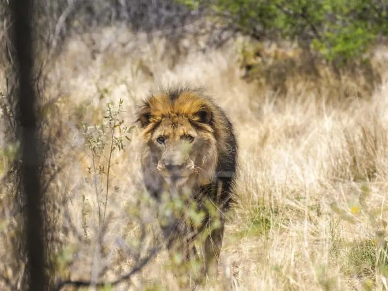 Lion close up at the Naankuse wildlife sanctuary Namibia