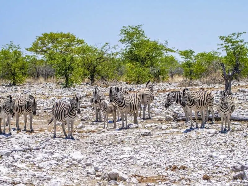 Watching Zebras at Etosha National Park in Namibia is one of the best activities to do