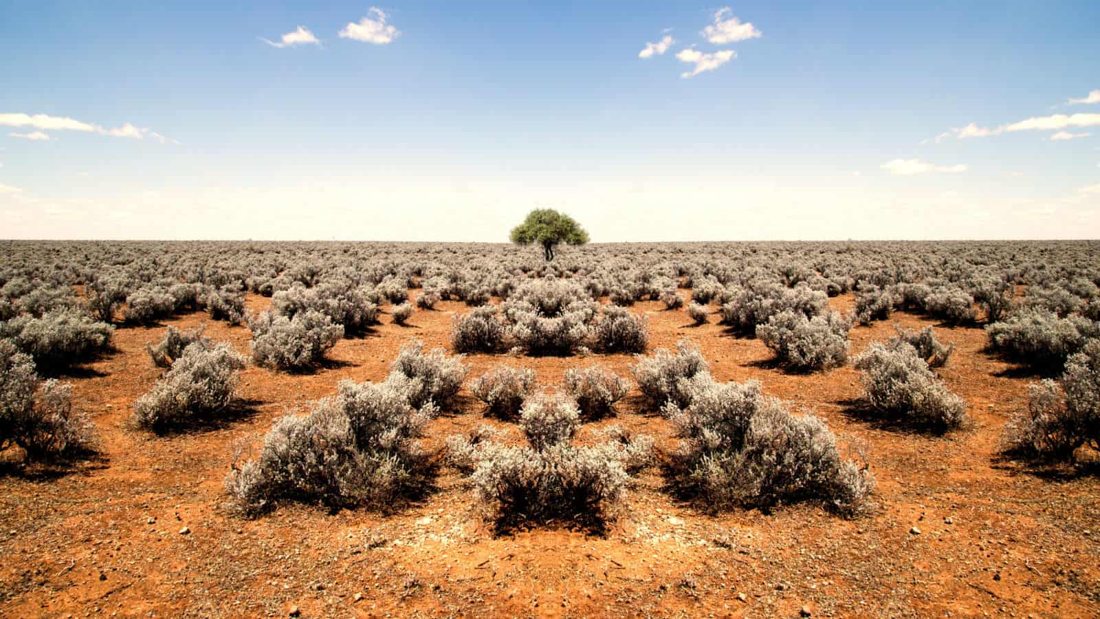 A lone tree surrounded by rusty dirty and bushes in Australia showing it can be possible to work in Australia.