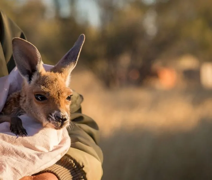 The Kangaroo sanctuary is on the top of the list during Uluru self tour from Alice springs.