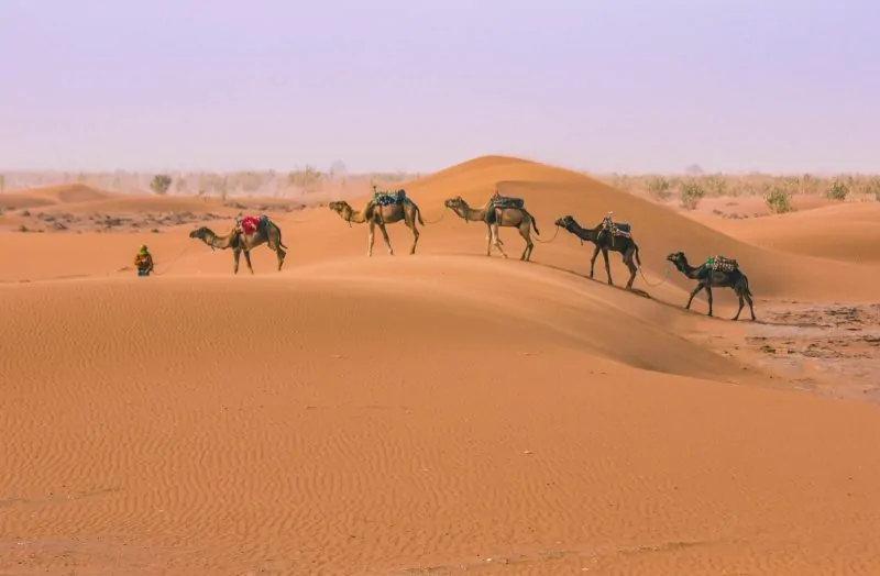 Camel ride on a Morocco desert tour.
