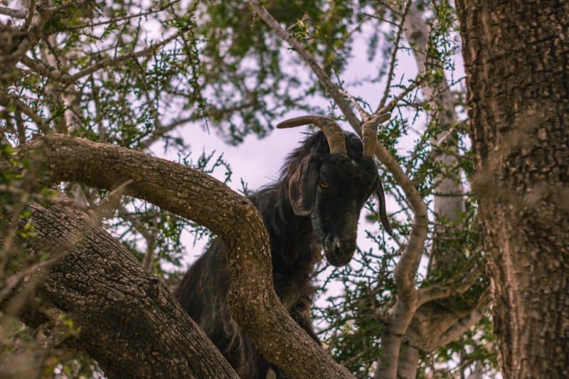 Baby goat in argan tree.