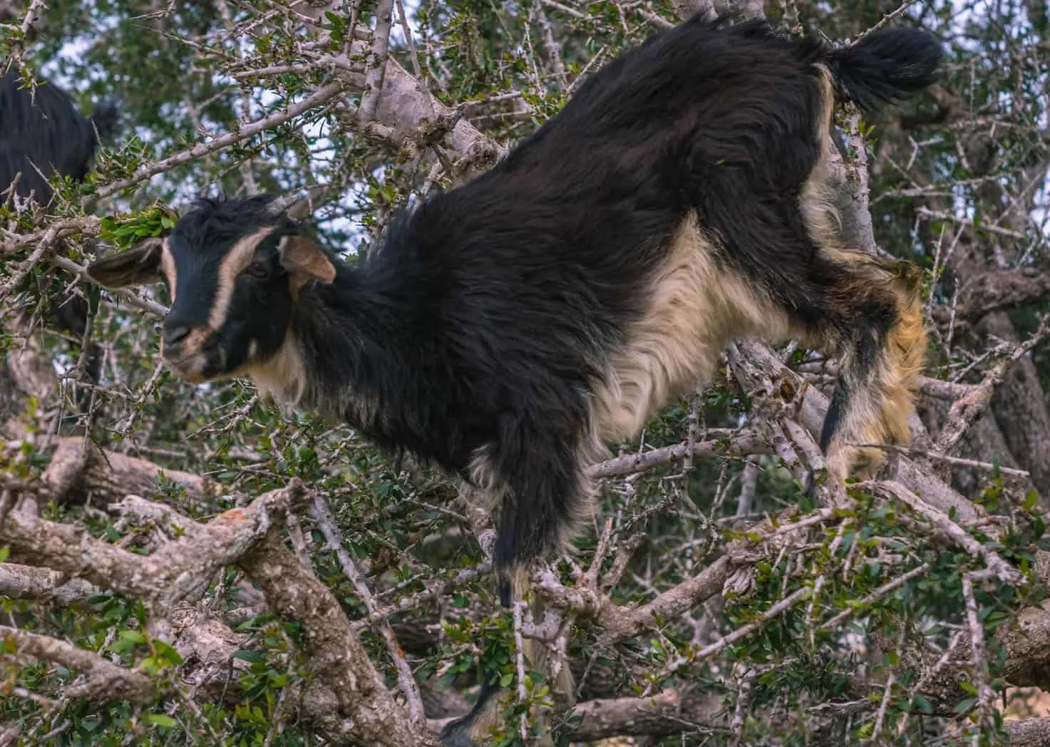Goats climbing in trees in Morocco
