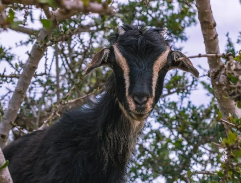 Watching goats climbing trees is one of the coolest things to do in Morocco.