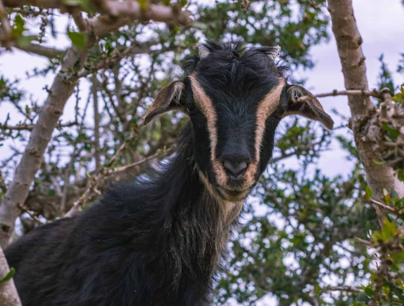 Morocco has tree climbing goats!