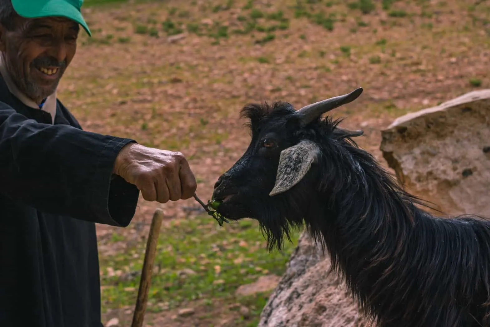 Goat eating argan seeds