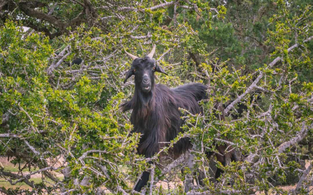 Finding Goats in Trees in Morocco: Yes, This is Real Life!