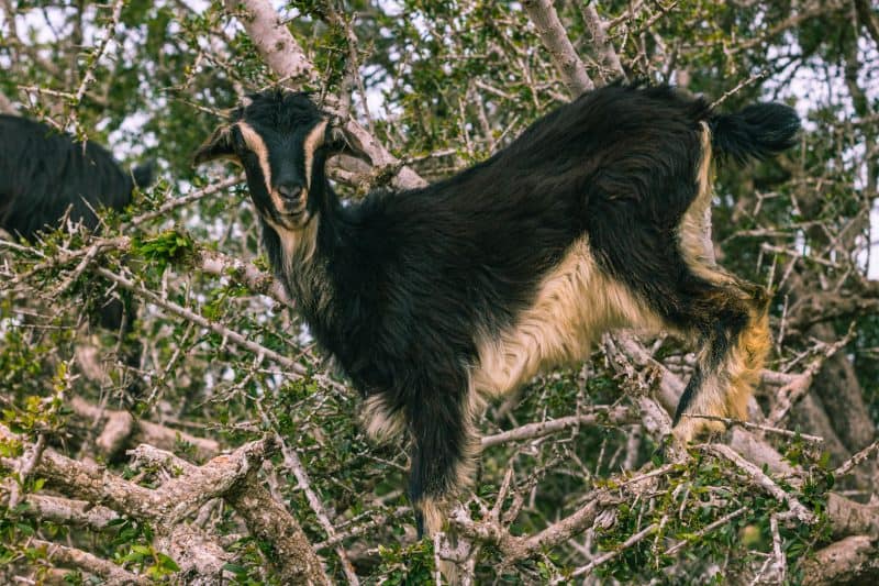Goat in argan tree.