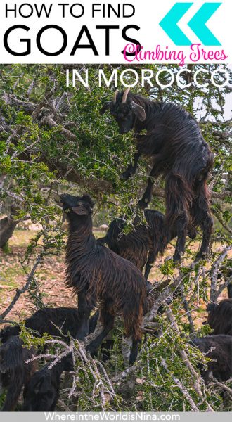 Finding Goats in Trees in Morocco: The Ethical Way!