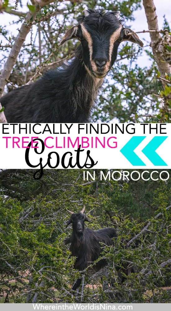 Finding Goats in Trees in Morocco: The Ethical Way!