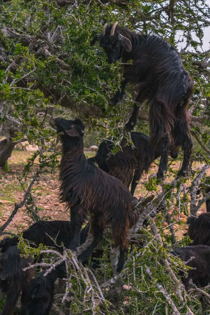 Morocco has goats in trees.