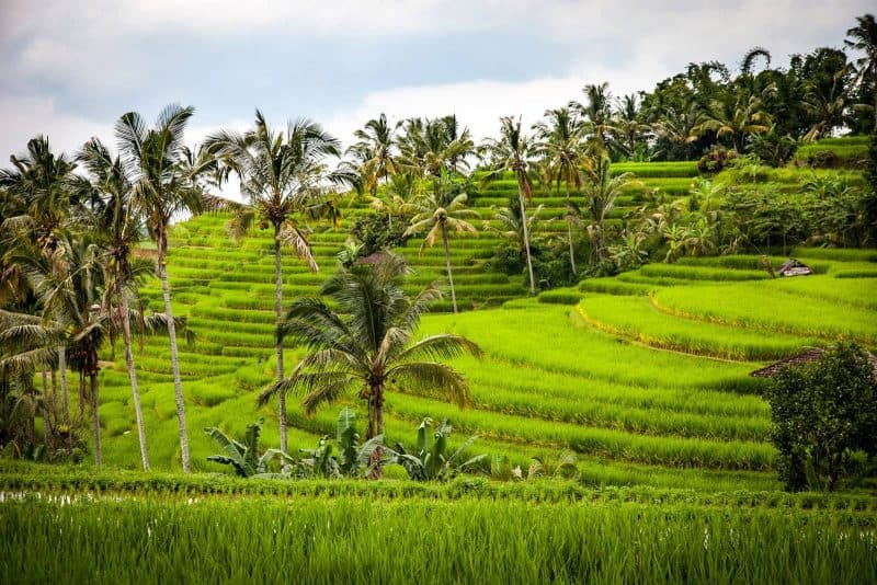 rice terrace in Indonesia