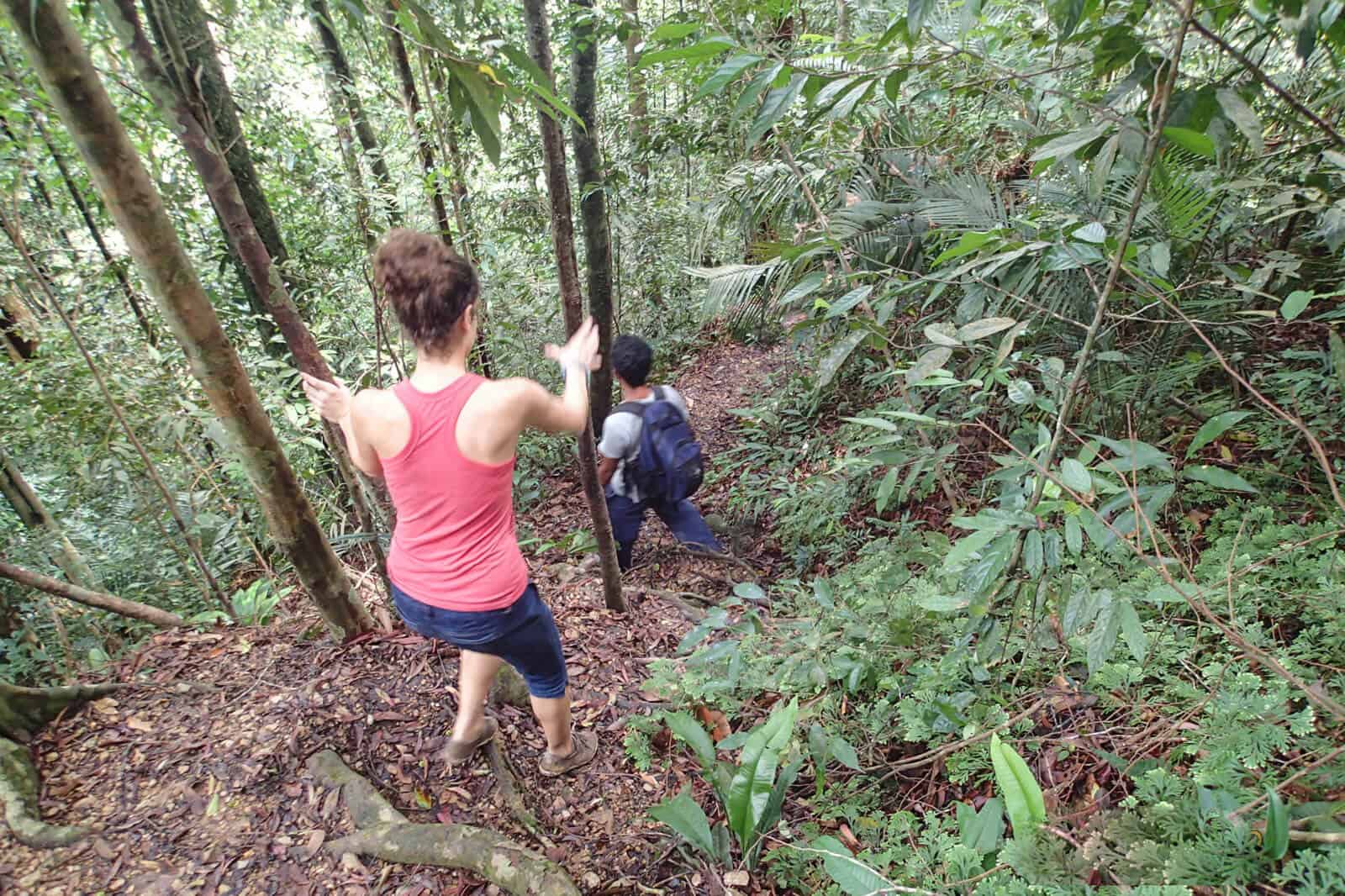 bukit lawang trekking