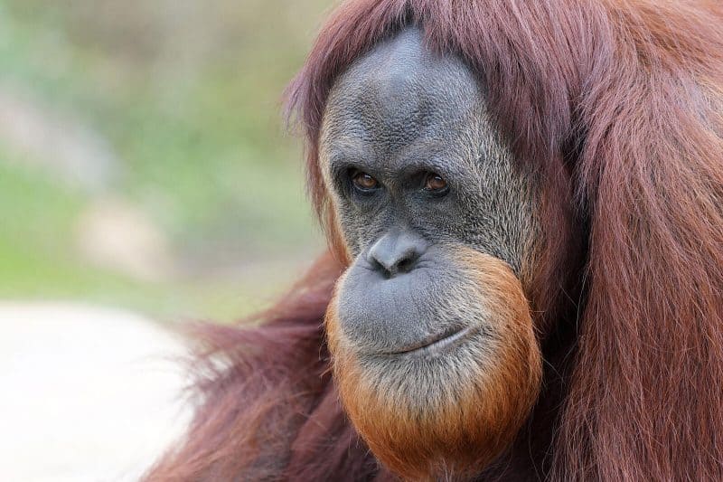 orangutan