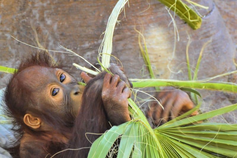 orangutan baby