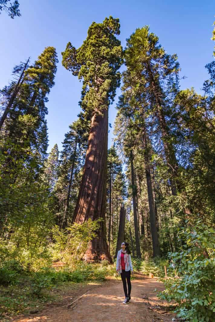 Woman at Big Trees National Park on a Seattle to San Francisco road trip