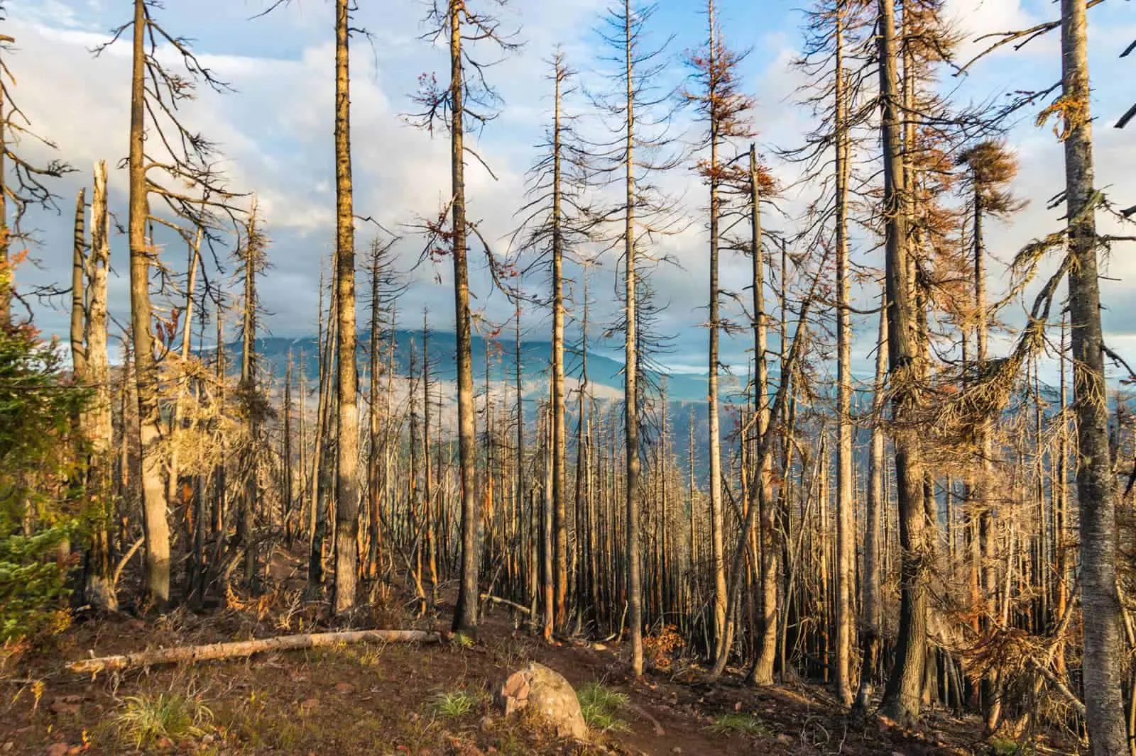 dead trees Triangulation peak Seattle to San Francisco road trip