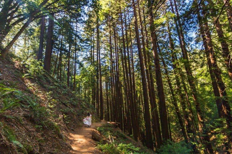 Muir Woods on our California road trip