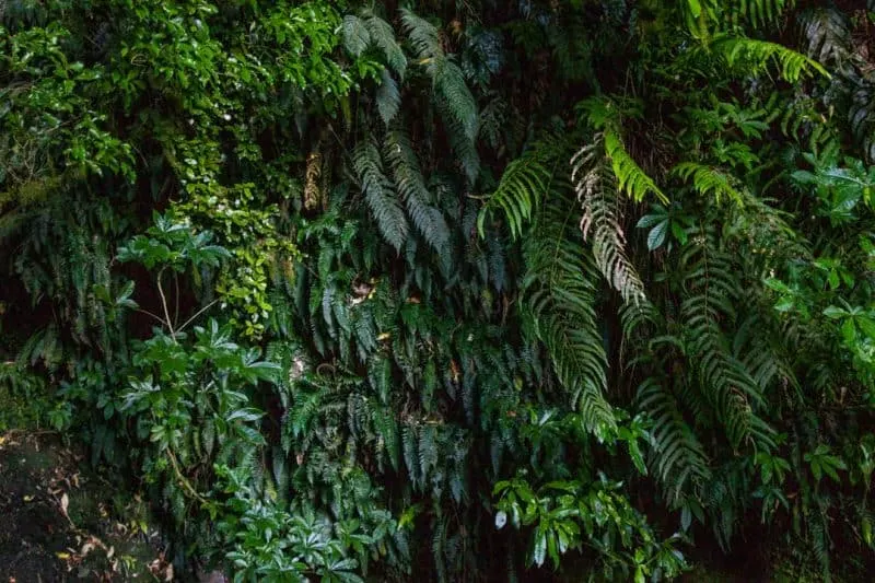 Ferns on Nichols falls