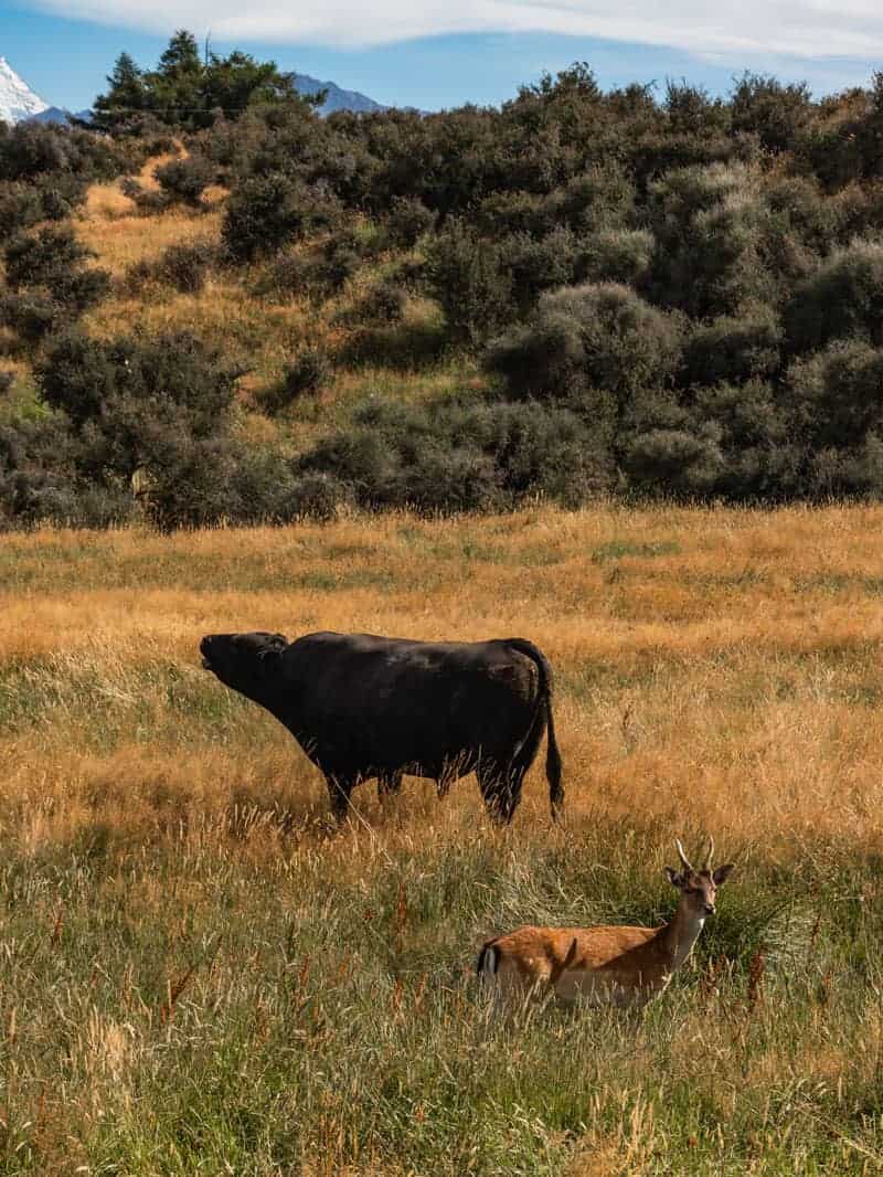Bison Deer in Lake Tekapo