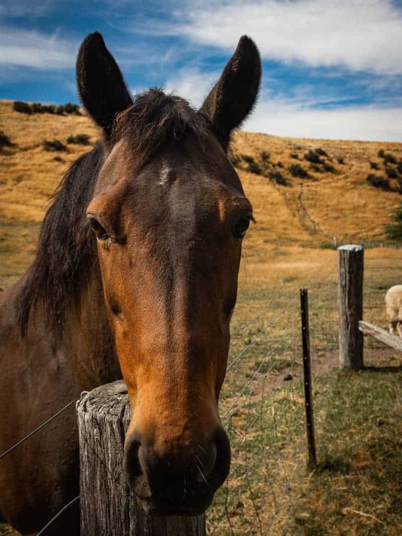 Horse in Lake Tekapo