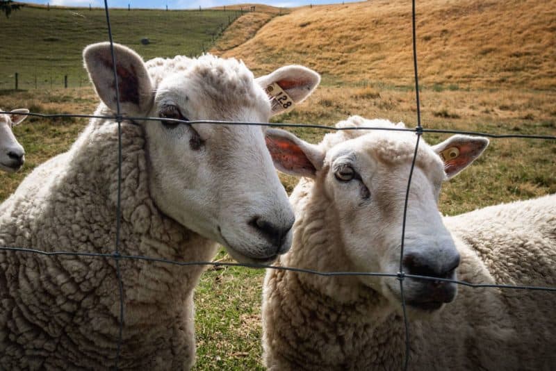Sheep in Lake Tekapo