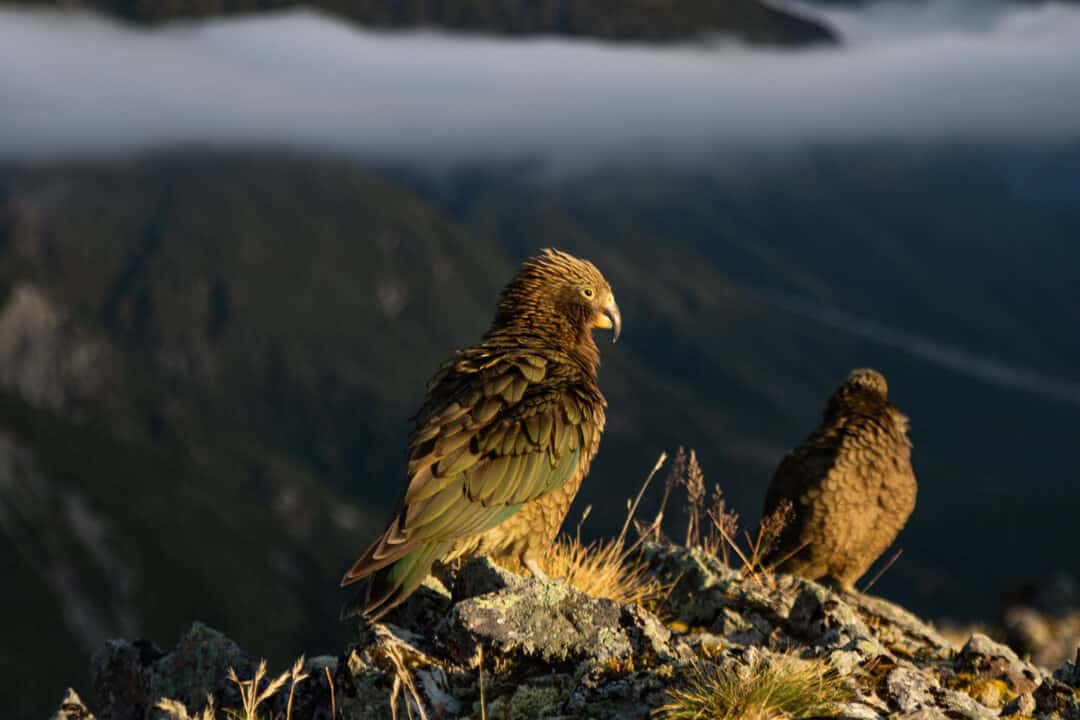 mount cook red tarns kea bird