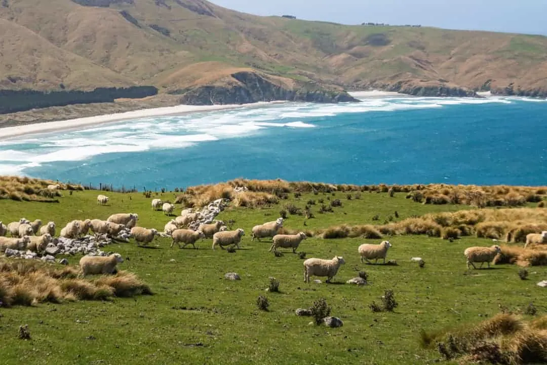 Sheep on Sandymount track