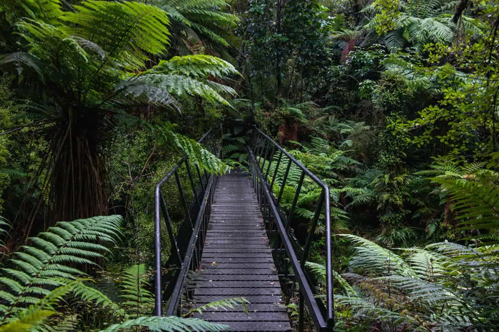 Waipohatu hike