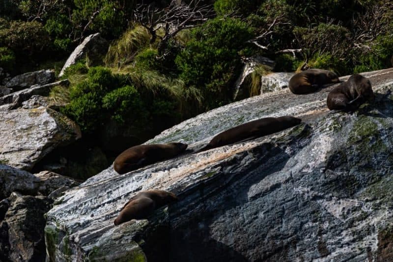 Milford Sound Seals