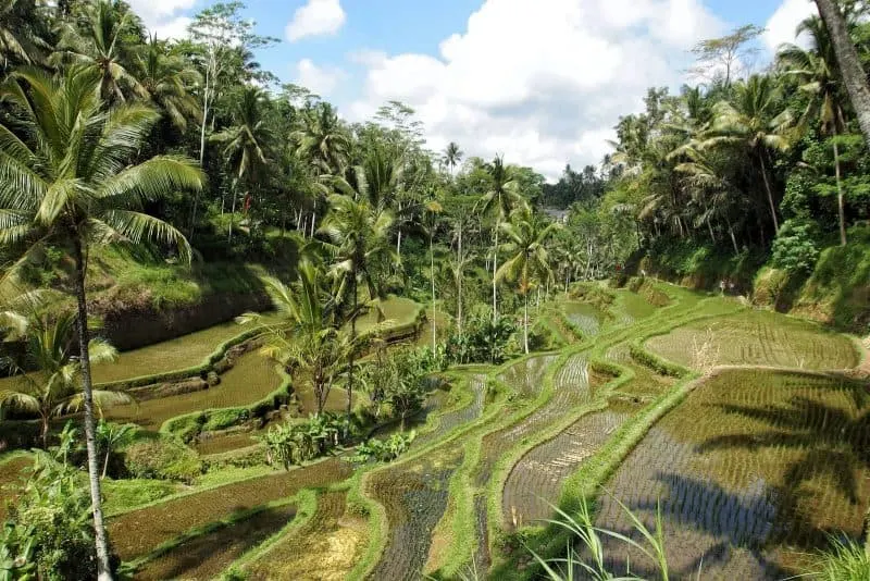 rice field nature Ubud Bali