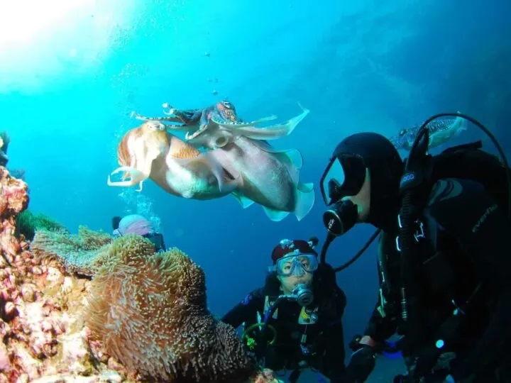 Scuba diving instructor