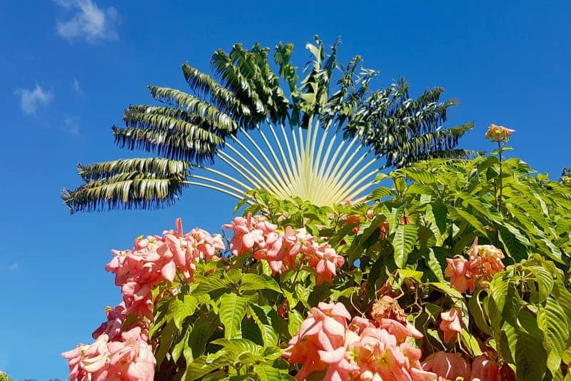 Stunning nature in Deshaies botanical garden guadeloupe
