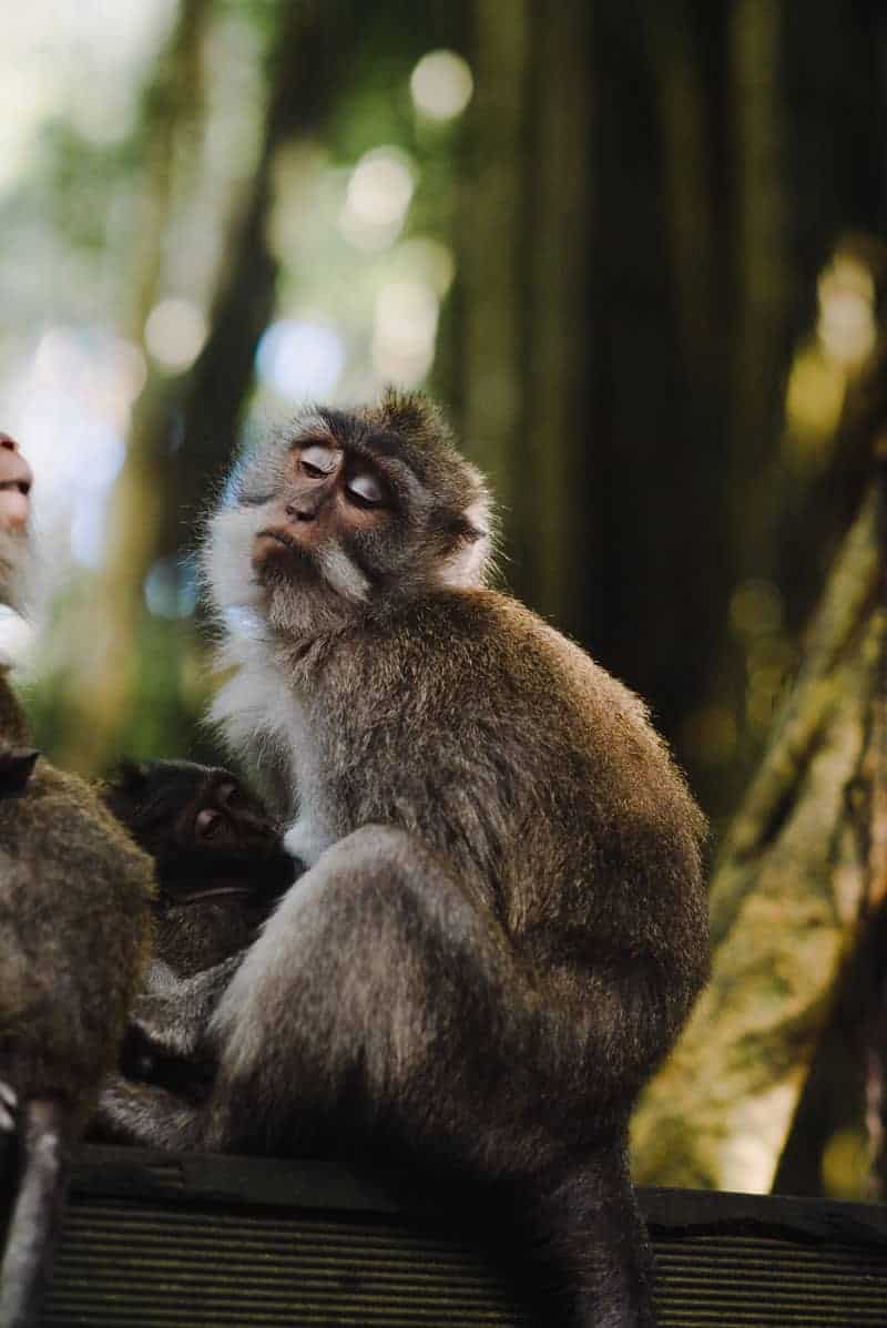 ubud monkey forest indonesia