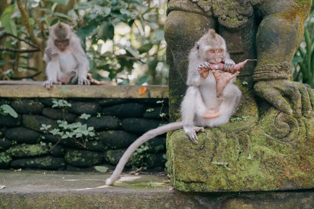 Visiting the monkey forest in Ubud is a must on your Bali itinerary